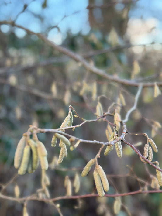 This January was about contrast ..